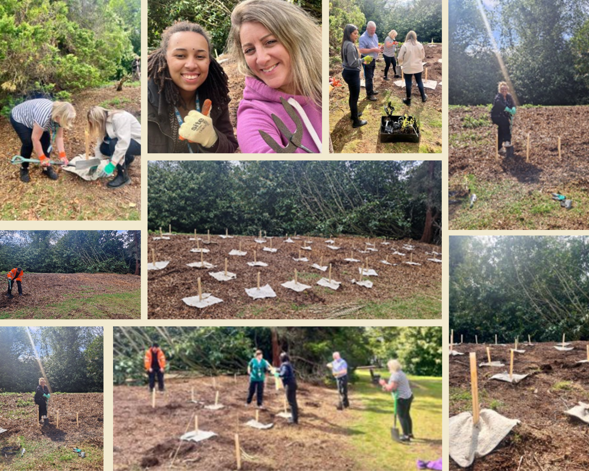 Tree planting_collage.png